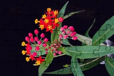flores jigsaw puzzle