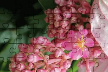 flores jigsaw puzzle