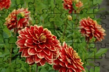 פאזל של Dahlias