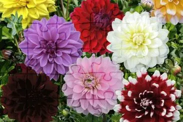 פאזל של Dahlias