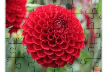 Dahlia