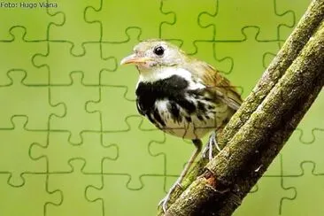 natural jigsaw puzzle