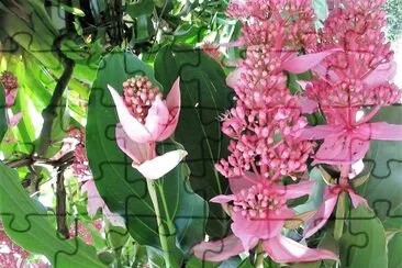 flores