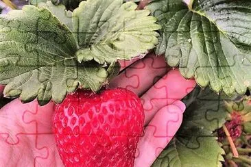 frutas