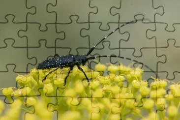 Agapanthia irrorata jigsaw puzzle