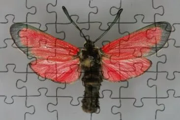 Zygaena rubicundus jigsaw puzzle