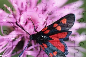 Zygaena trifolii jigsaw puzzle