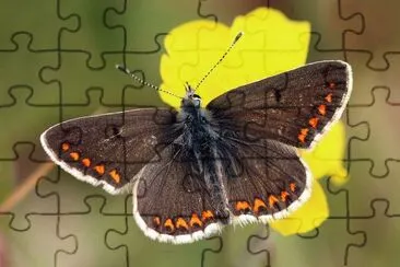 Aricia agestis jigsaw puzzle