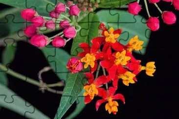 flores jigsaw puzzle