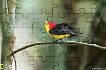 cores jigsaw puzzle