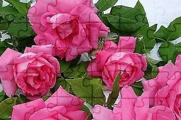 flores jigsaw puzzle