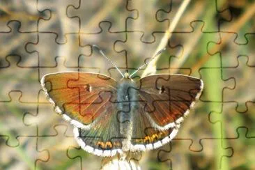 Aricia morronensis jigsaw puzzle