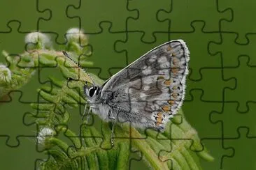 Aricia artaxerxes jigsaw puzzle