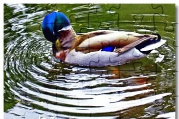 Pato