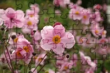 AnÃ©mone du Japon jigsaw puzzle