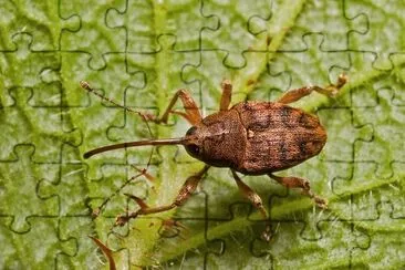 Curculio glaundium
