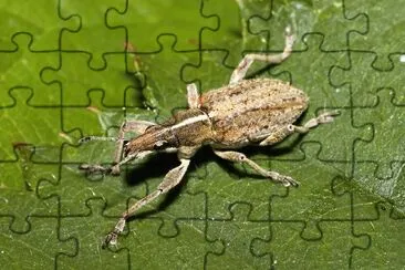 Sitona gressorius