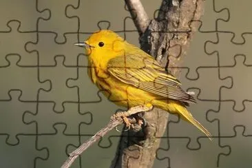 פאזל של Dendroica aestiva