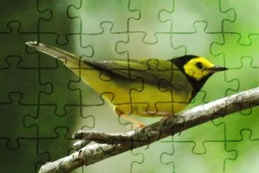 פאזל של Dendroica citrina