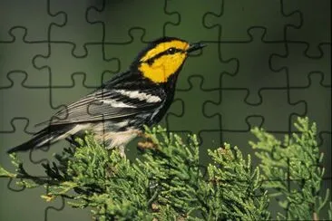 פאזל של Dendroica chrysoparia