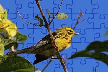 פאזל של Dendroica discolor