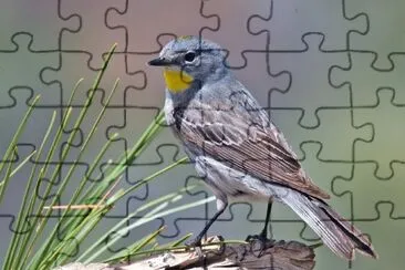 פאזל של Dendroica coronata auduboni