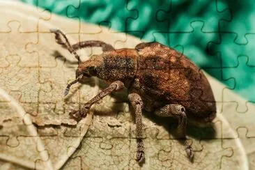 Gonipterus scutellatus