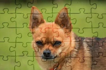 Foto jigsaw puzzle