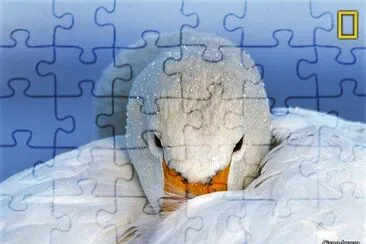 natural jigsaw puzzle