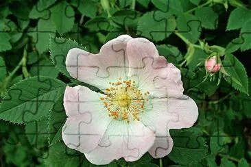 פאזל של flores