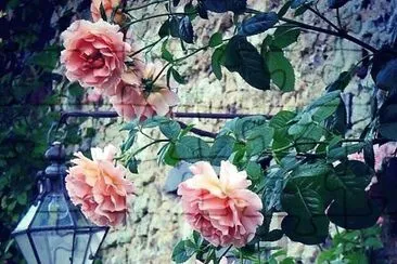 flores