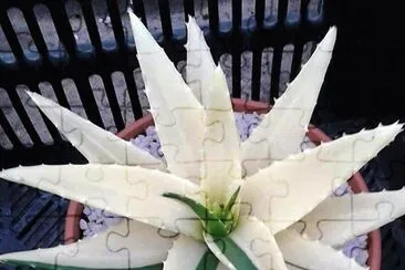 natural jigsaw puzzle