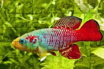 Foto jigsaw puzzle