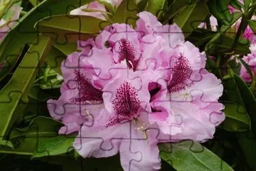 Rhododendron