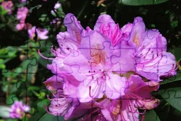 פאזל של Rhododendron