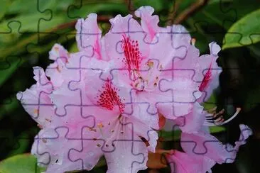 Rhododendron