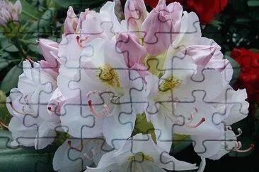 Rhododendron