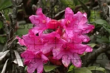פאזל של Rhododendron