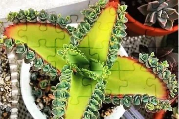 natural jigsaw puzzle