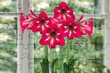 flores