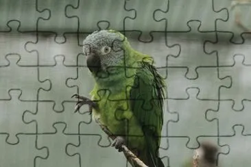 Parrocchetto testascura jigsaw puzzle