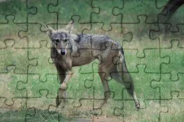 Lupo grigio indiano jigsaw puzzle