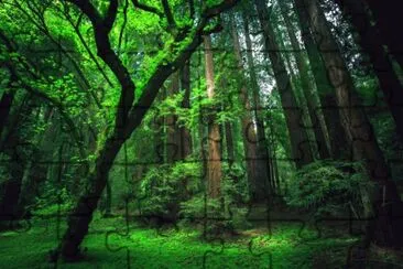 פאזל של Nature