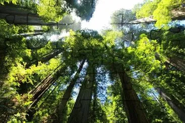 פאזל של Nature