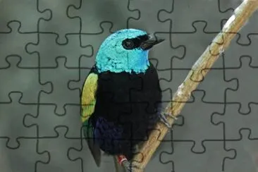 Tangara cyanicollis