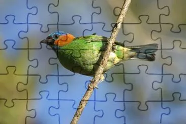 Tangara cyanocephala jigsaw puzzle