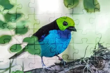 פאזל של Tangara del paradiso