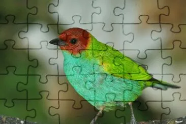 Tangara testa baia jigsaw puzzle
