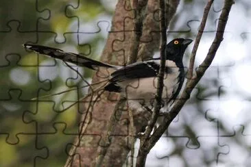 פאזל של Cissopis leverianus