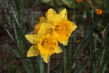 Jonquilles jigsaw puzzle
